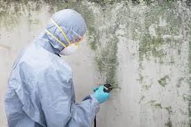 Best Asbestos and Lead Testing During Mold Inspection in South Lockport, NY